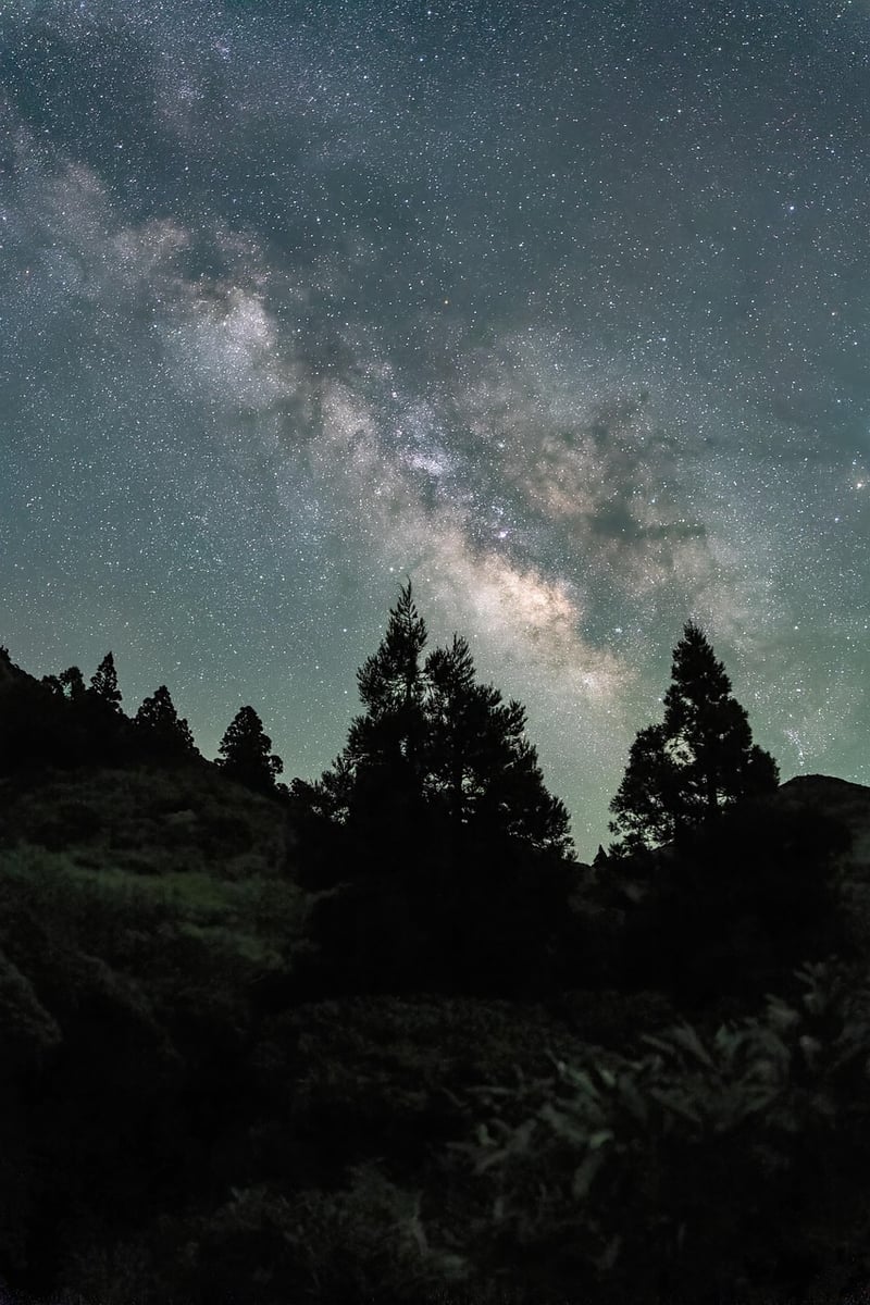 Magical Meadow